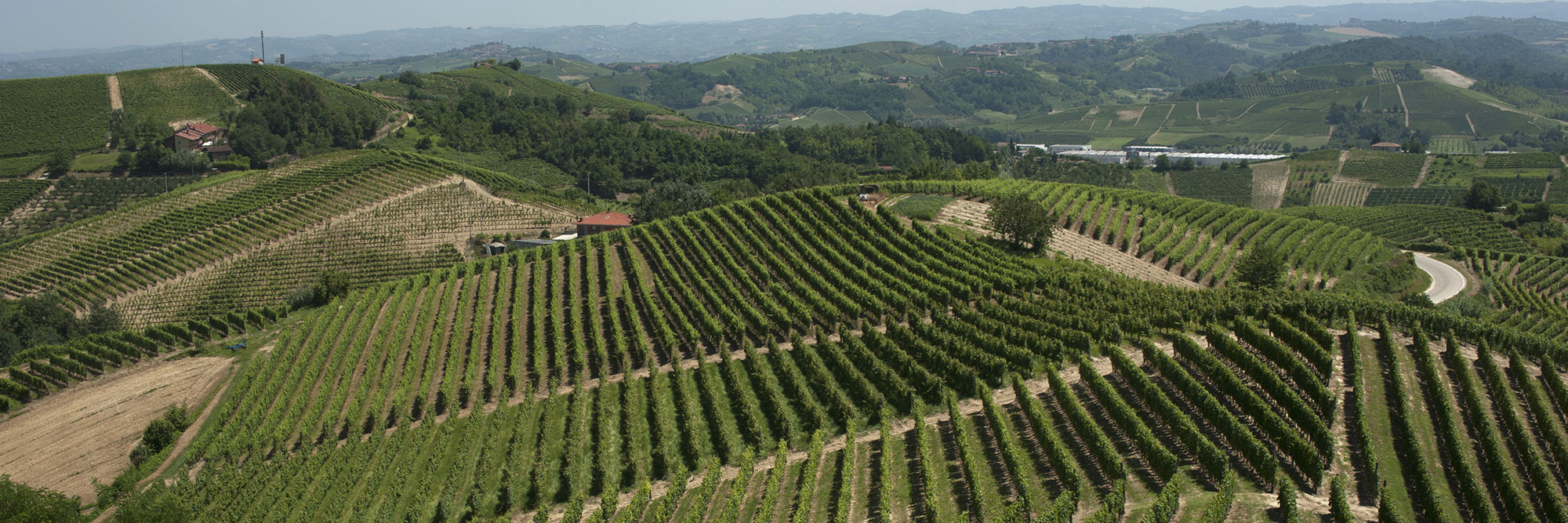 Cantine San Matteo: i vigneti